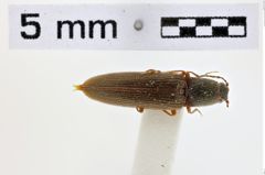 Foto (Dorsalansicht) von Nothodes marginicollis (NHMW-ZOO-COL-0010878)